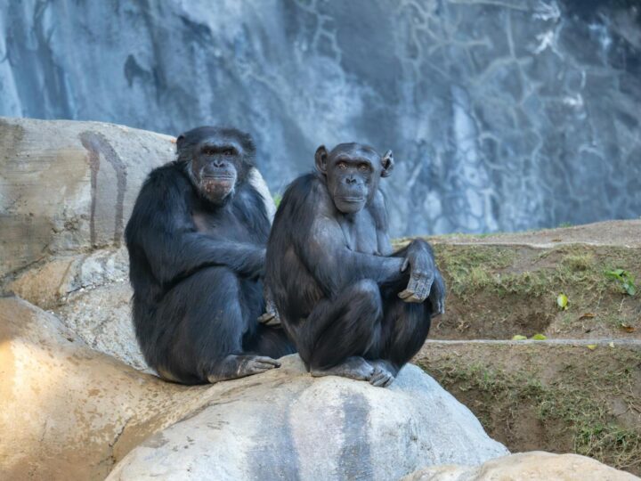 Zoo de Dortmund